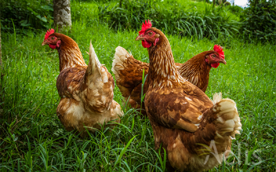 Poules et litière de miscanthus
